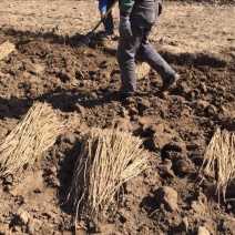 黄芪苗