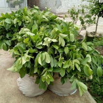 番石榴苗30~50cm