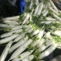 白萝卜1~1.5斤起发全国