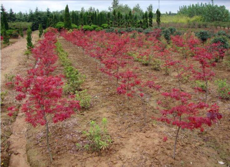 工人正在对红枫苗进行修剪与分级处理