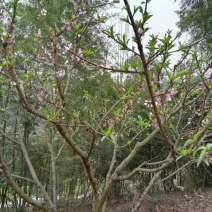 两相思竹3~4m