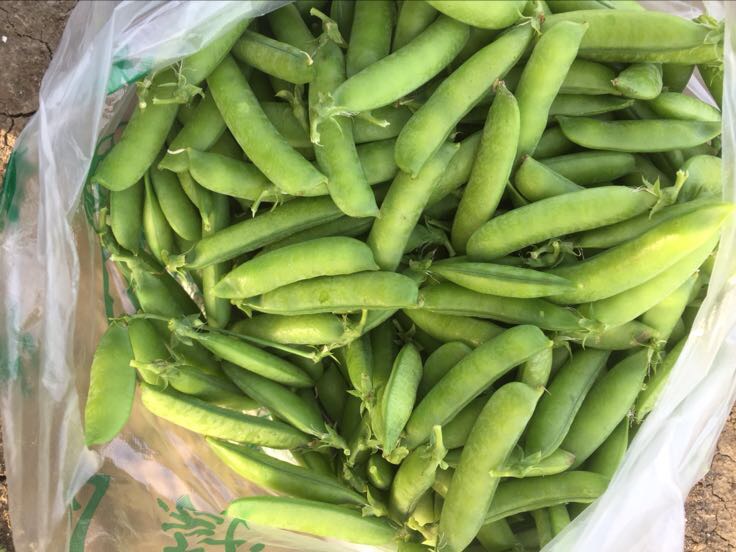 展示新鲜采摘的豌豆角在田间或市场中,色泽翠绿、饱满水润 豌豆角新鲜采摘场景