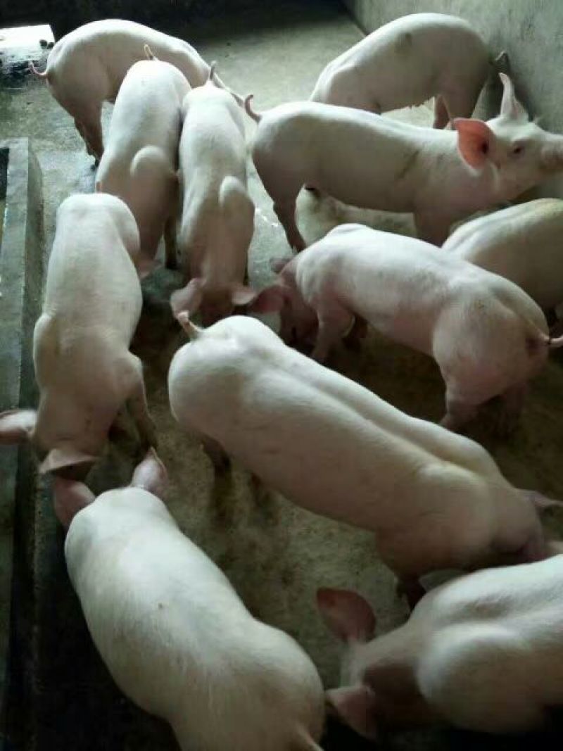 三元仔猪20~60斤