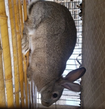 肉兔 杂交野兔批发 合作养殖 包技术 包回收