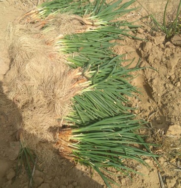 山地红葱苗山上的旱地的葱苗