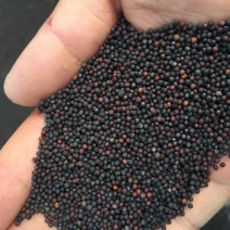 菜籽精选苏北油菜籽
