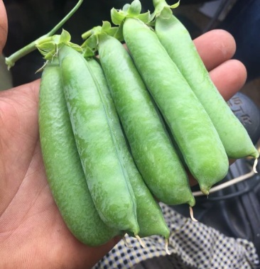 [豌豆批发]甜脆豌豆 饱满价格2.60元/斤 - 一亩田