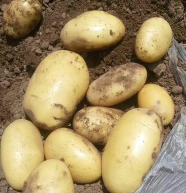 希森6/3号 3两以上 精品