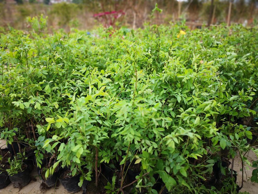 蓝莓与白三叶草套种场景