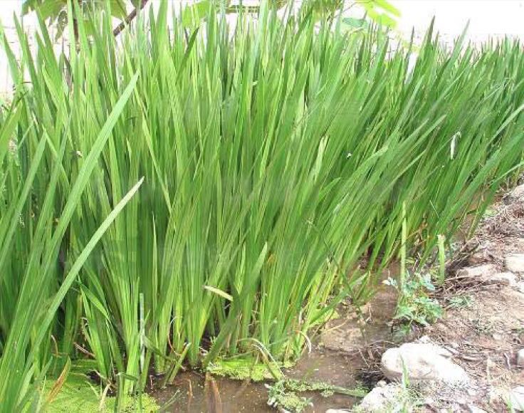 图片说明:鱼腥草多生长于湿润的林下、溪边或阴湿山坡,常见于南方丘陵地带。 鱼腥草生长环境