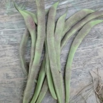 油豆角8~15厘米
