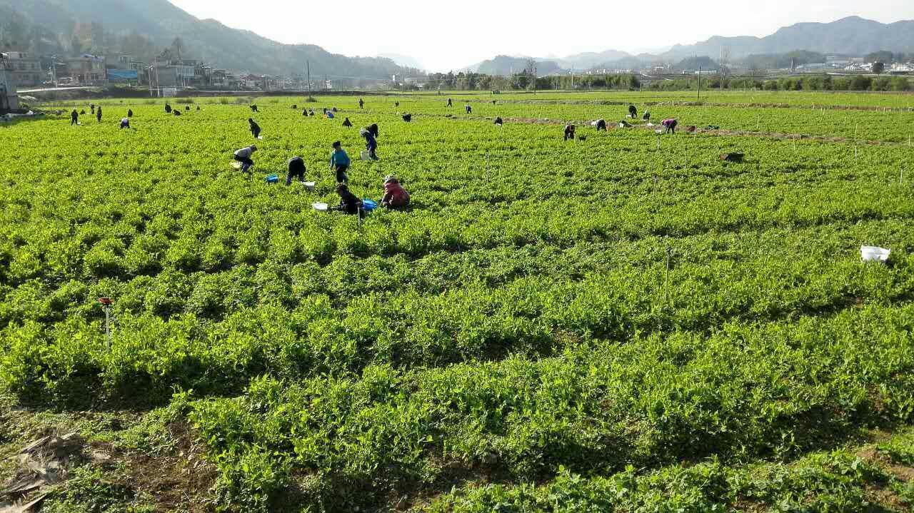 青豌豆收获季节,农民正在采摘成熟的豌豆荚,背景是阳光下的田野 青豌豆收获季节