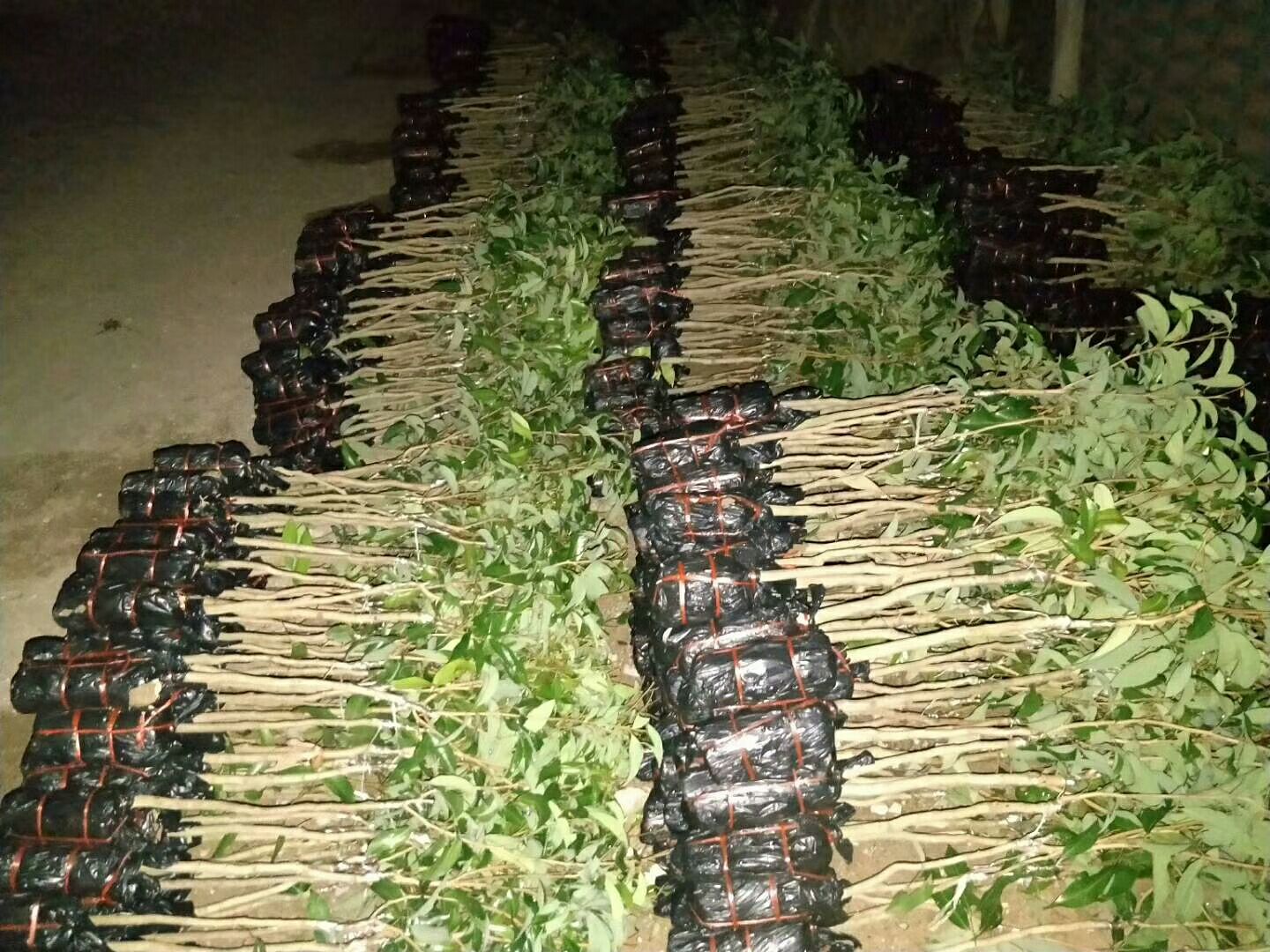 荔枝核种与育苗过程