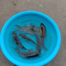 鲫鱼食用