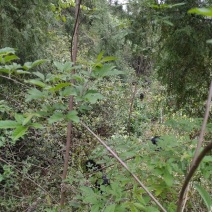 黑山羊种羊30~50斤