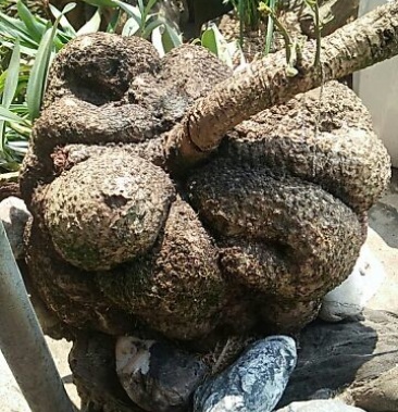 [山乌龟批发]云南省临沧市永德县大雪山乡曼来村山野生乌龟价格8.