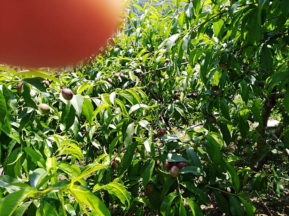 黄油桃树夏季疏枝实景图