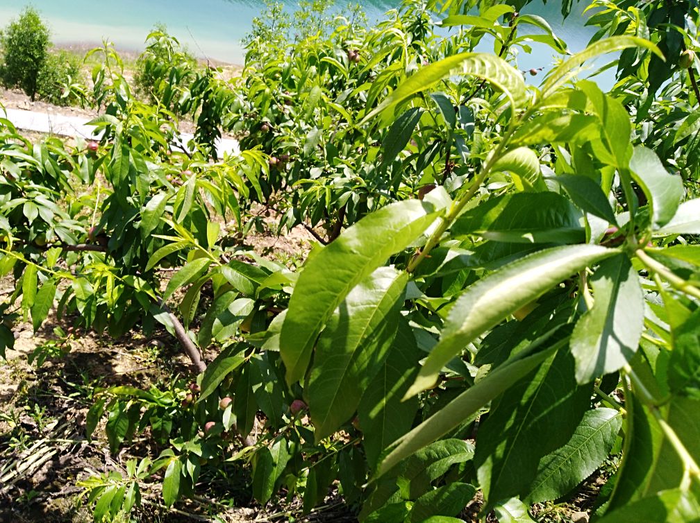 图片展示一片绿意盎然的果园,树上挂满金黄饱满的中油6号油桃,阳光透过树叶洒在果实上 中油6号油桃的果园种植场景