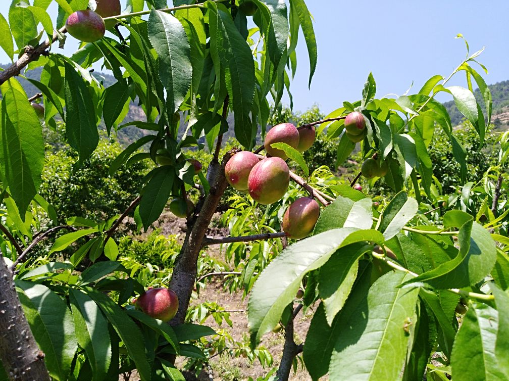 一棵成熟的黄油桃树,树冠呈自然开心形,枝叶茂盛,树高约3米左右,位于阳光充足的果园中,周围为整齐排列的同类果树,地面覆盖有机 mulch,背景可见远处山丘和蓝天 黄油桃成年果树全景图