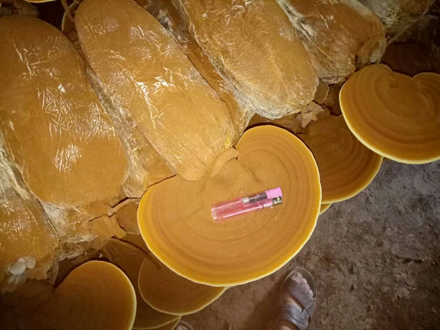 竹灵芝与其他常见灵芝对比图