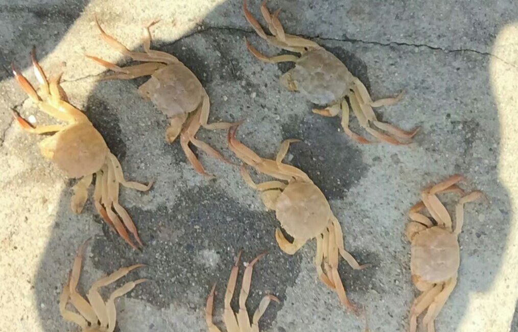 西瓜虫在潮湿土壤中
