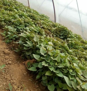 [红薯苗批发]红薯苗 15~25cm价格0.09元/棵 - 一亩田