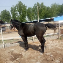 汗血马400~500kg