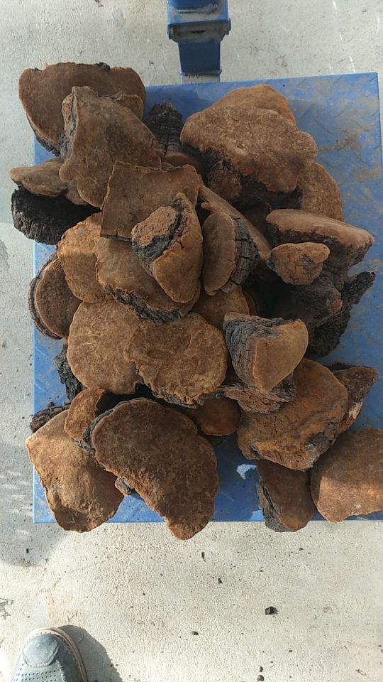 [桑黄批发]桑黄 紫油桑黄 树黄 野生桑树桑黄 正品价格170.