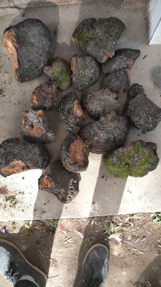 [桑黄批发]桑黄 紫油桑黄 树黄 野生桑树桑黄 正品价格170.