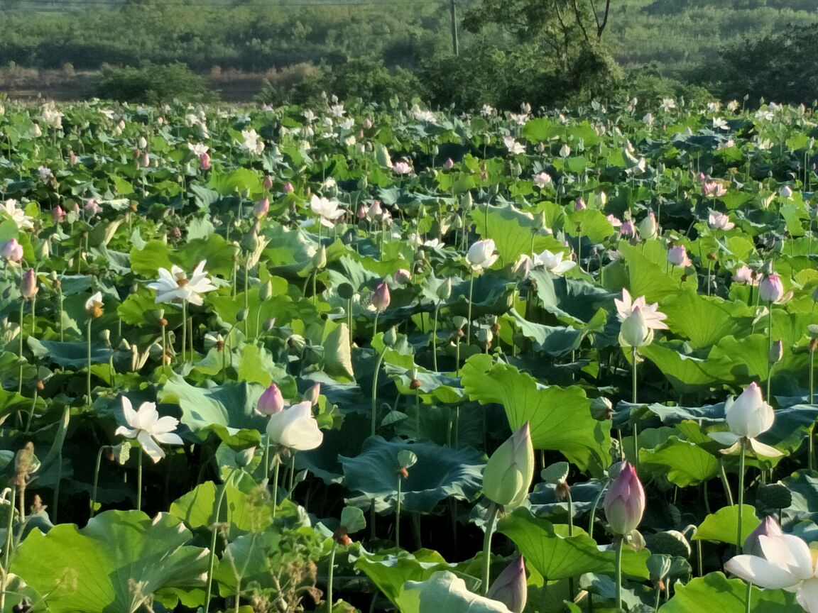 新鲜莲子采摘季节示意图