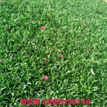 荷兰菊含盆