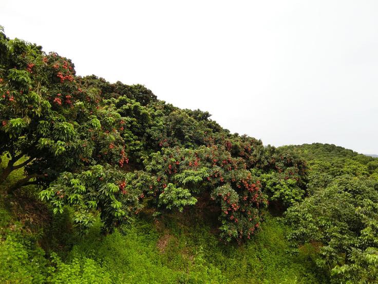 三月红荔枝果园实景