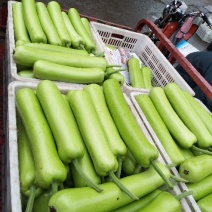 胡瓜鲜花带刺25公分以上，窋芦