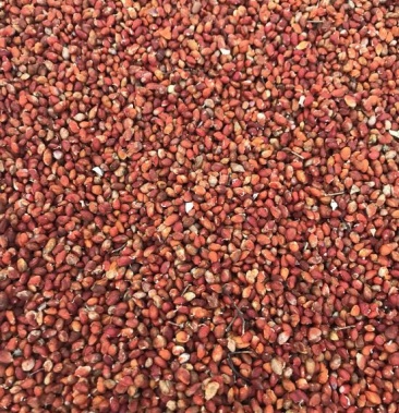 [卫矛批发]桃叶卫矛 种子小苗价格0.10元/棵 - 一亩田