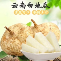 凉薯云南高原地瓜土瓜凉薯豆薯葛