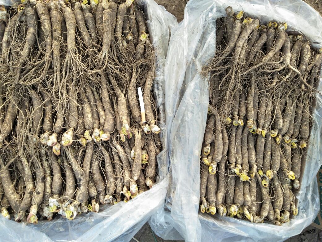 鲜人参种植基地实景图