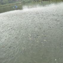 黄金鲫食用