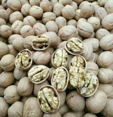 新新2号核桃30mm以上去皮干