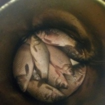 鲫鱼食用