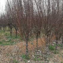木槿4~6cm4~6cm1.5~2米