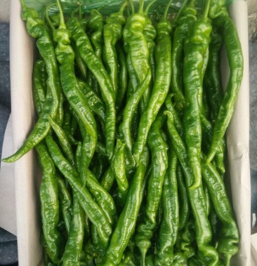 山东辣椒 精品螺丝椒 高温棚陇椒 20厘米 青 中辣