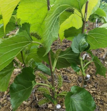 桑树苗 大桑 大十果桑苗 大桑果树苗