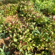 番薯叶10~20cm大量供应红薯叶菜
