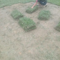 草皮