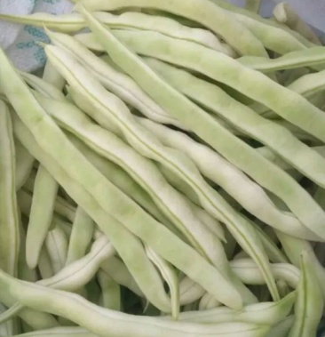 [芸豆批发]九粒白芸豆 15cm以上价格2.00元/斤 - 一亩田