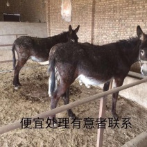 三粉驴500斤以上