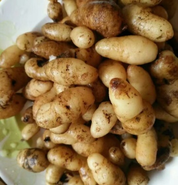 [双肾草批发]双肾草 双肾参,双肾子价格60.00元/斤 - 一亩田