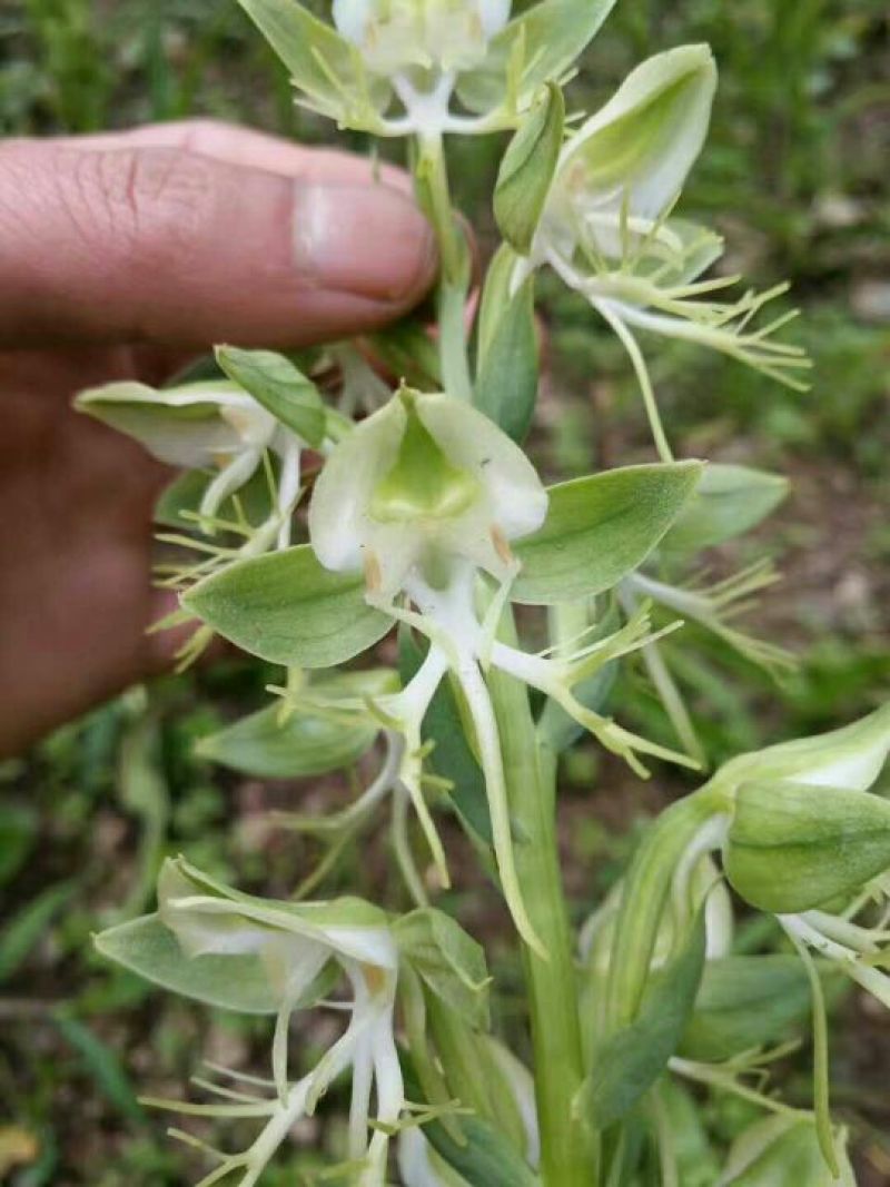 双肾草双肾参,双肾子