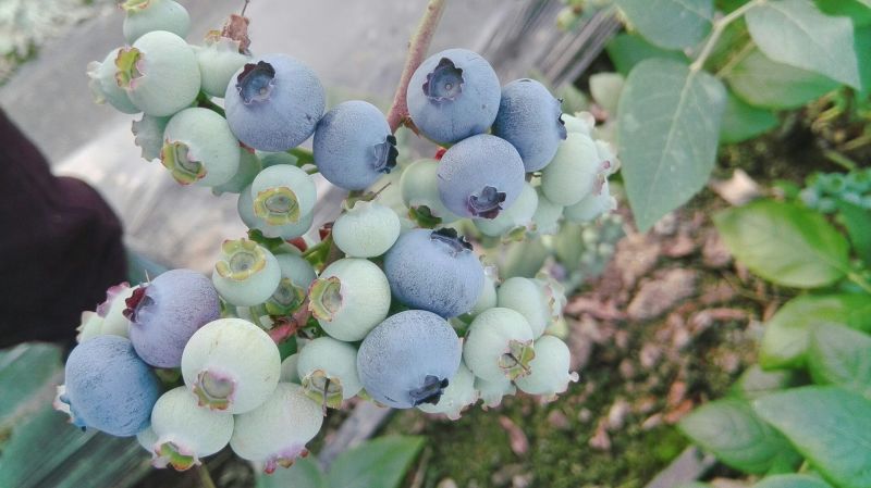 莱克西蓝莓种植方法