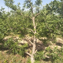 梨树8~10cm1.5~2米